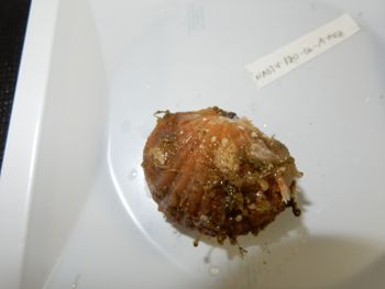 Media type: image;   Invertebrate Zoology 139727